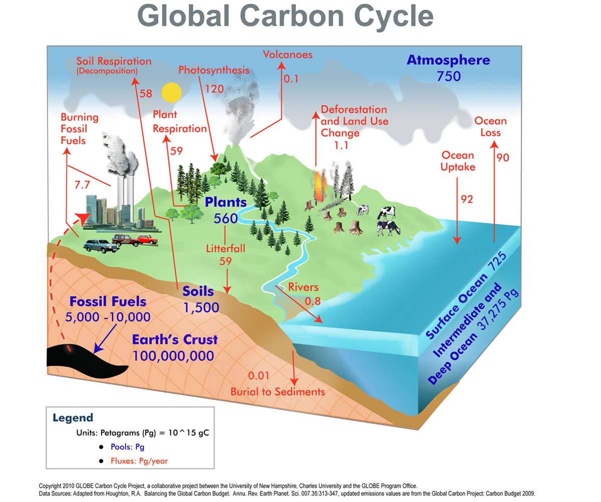 Global_Carbon_Cycle